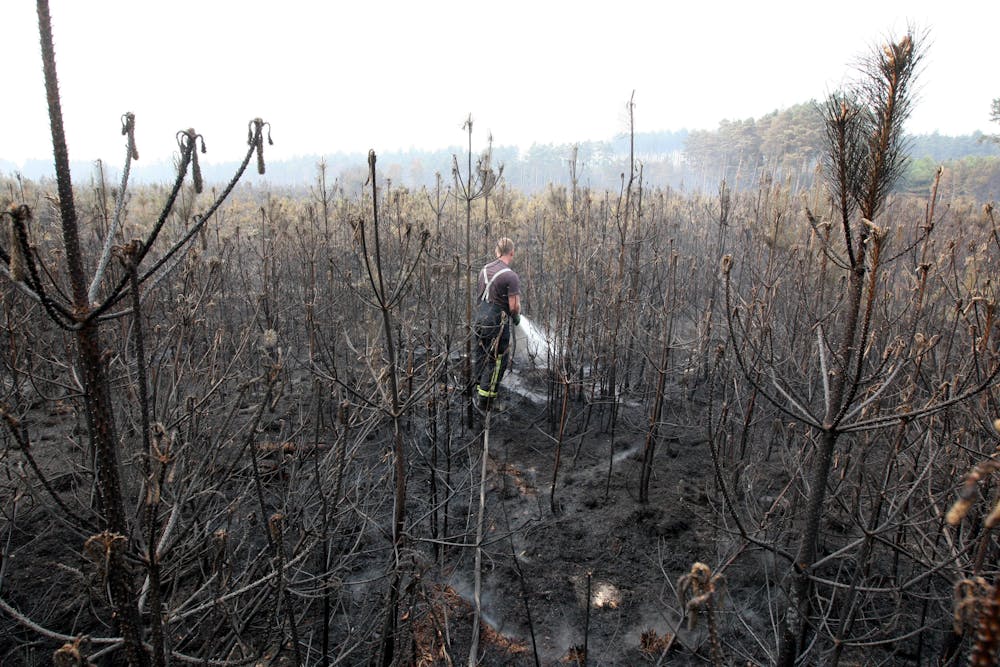 The Impact Of Wildfires On The UK's Rarest Wildlife The Impact Of Wildfires On The UK's Rarest Wildlife