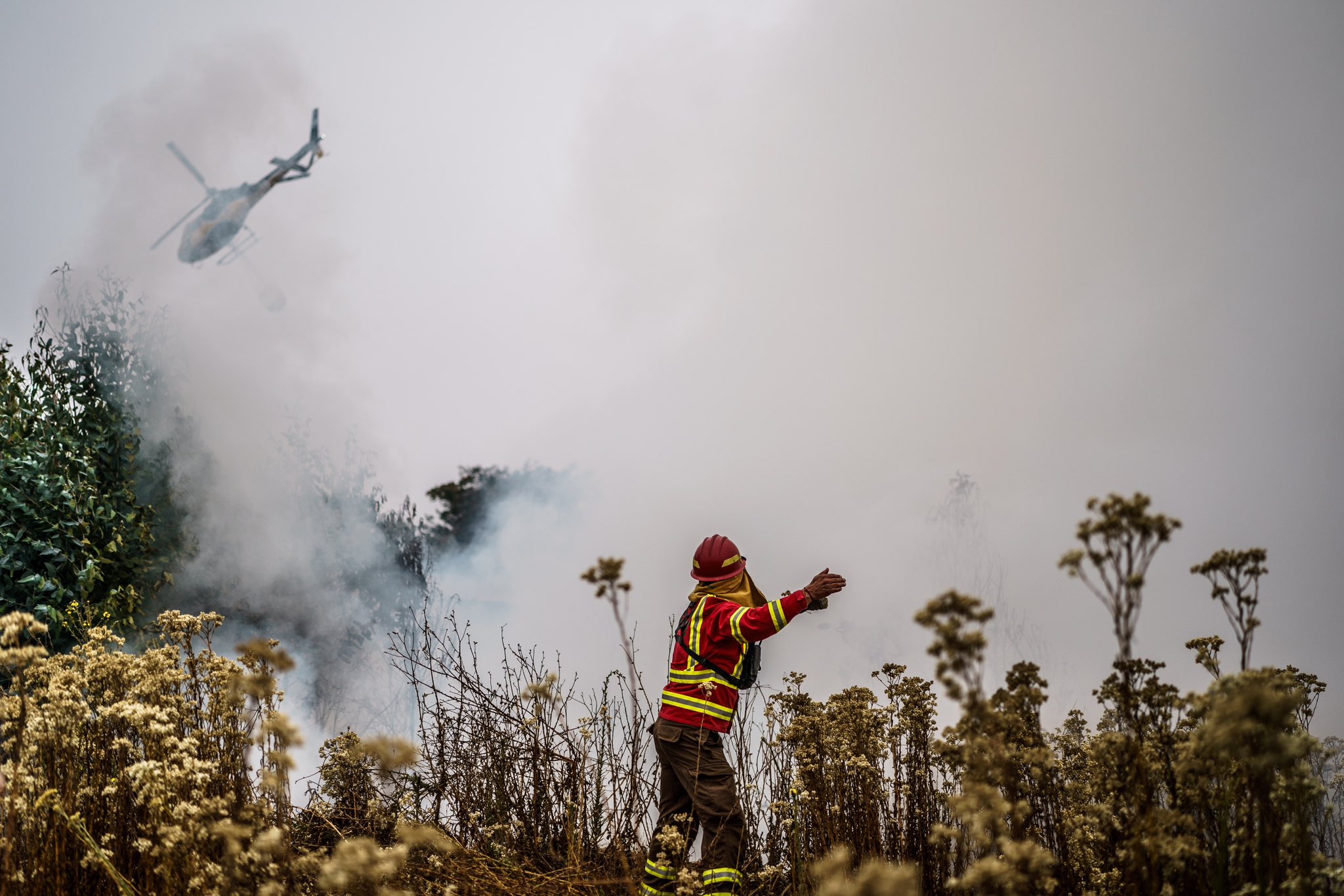 The Rising Tide Of Forest Loss: Global Impacts Of Wildfires The Rising Tide Of Forest Loss: Global Impacts Of Wildfires