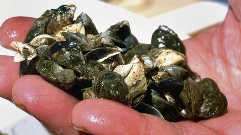 Thousands Of Zebra Mussels Discovered On Boat Lift In Casper Thousands Of Zebra Mussels Discovered On Boat Lift In Casper
