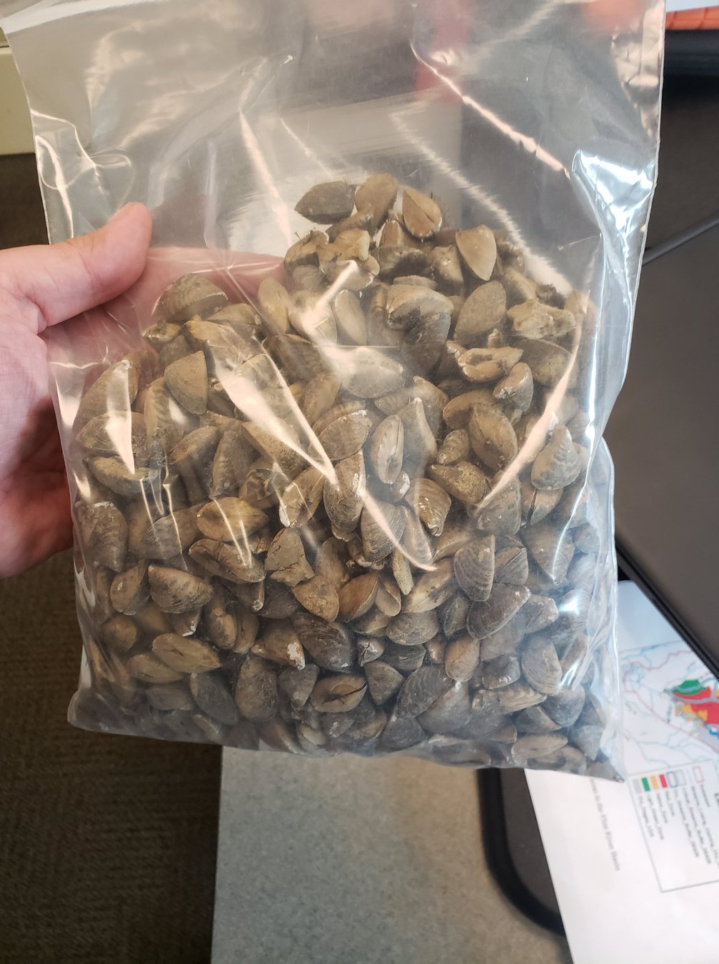 Thousands Of Zebra Mussels Found On New Boat Lift In Casper Thousands Of Zebra Mussels Found On New Boat Lift In Casper