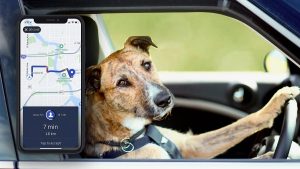 Travel With Pets On Uber In Mumbai: A Step-by-Step Guide Travel With Pets On Uber In Mumbai: A Step-by-Step Guide