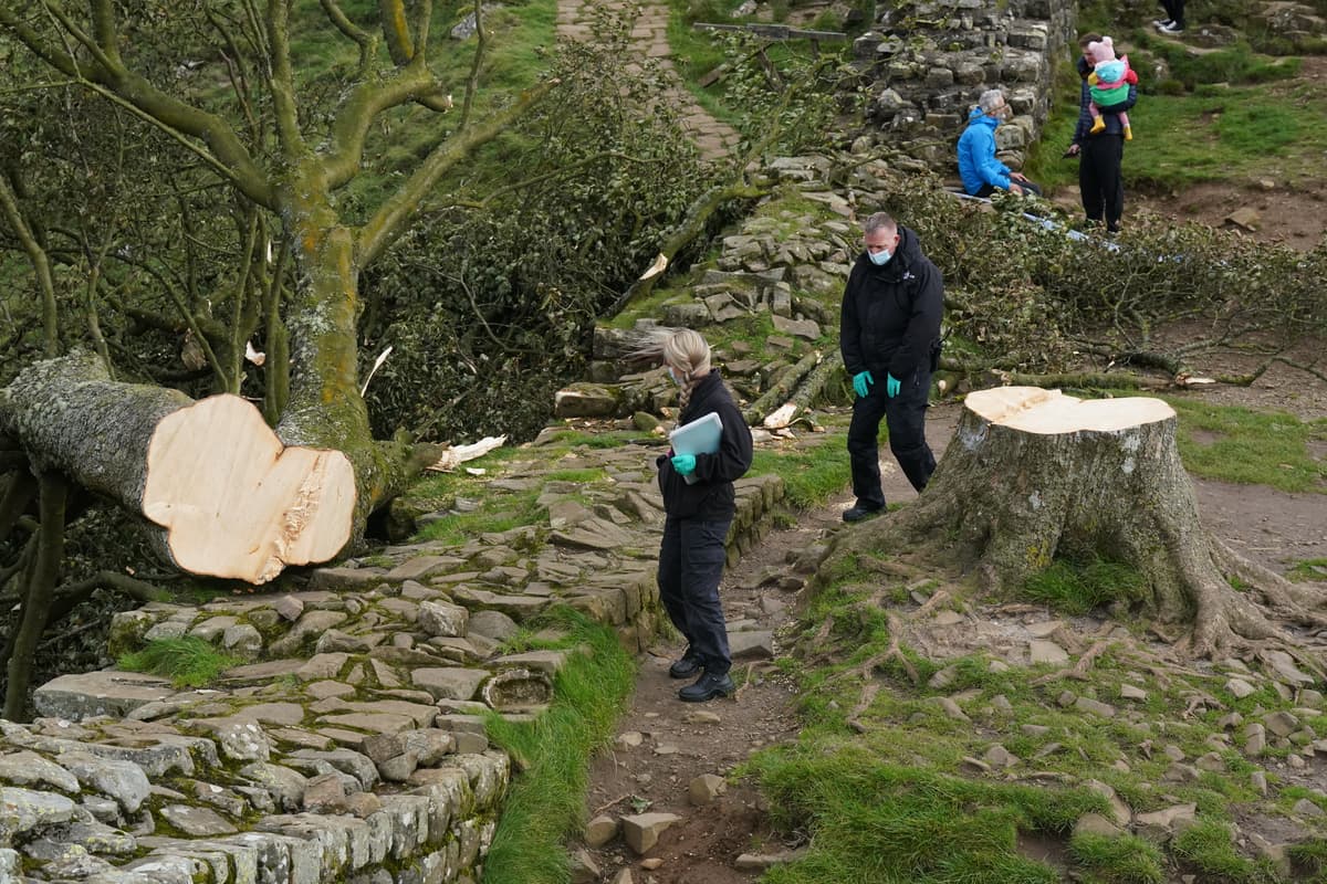 Two Men Convicted For Destroying Sycamore Gap Tree Two Men Convicted For Destroying Sycamore Gap Tree