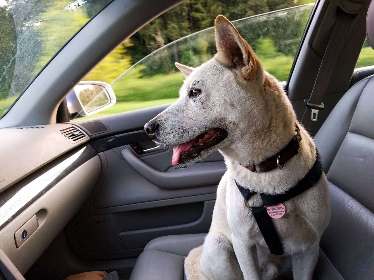 Uber Pet Policy Mumbai: How To Transport Your Furry Friend Uber Pet Policy Mumbai: How To Transport Your Furry Friend