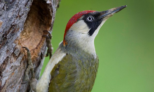 UK's Endangered Wildlife Facing Extinction From Wildfires UK's Endangered Wildlife Facing Extinction From Wildfires