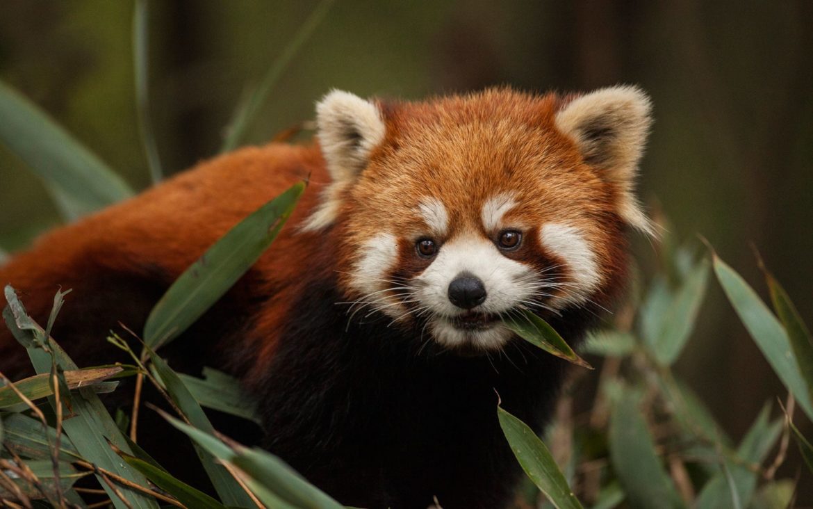 UK's Rarest Wildlife: A Burning Issue UK's Rarest Wildlife: A Burning Issue