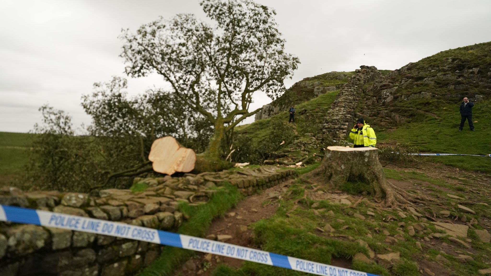 UK's Sycamore Gap Tree: Two Men Sentenced For Destruction UK's Sycamore Gap Tree: Two Men Sentenced For Destruction