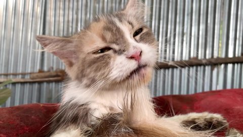Uncertainty Grips Kashmir Cat Owners Following Viral Posts