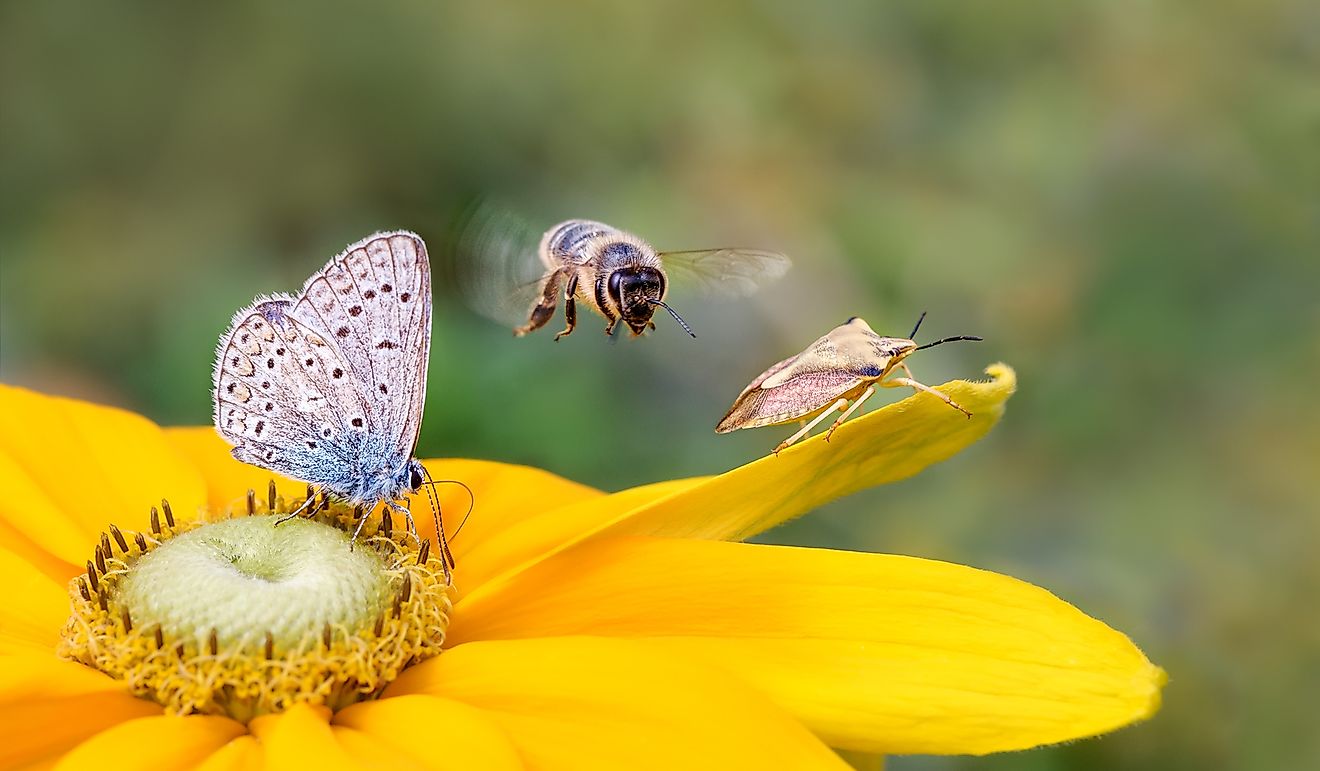 Understanding The Wonder Of Animals: Their Importance In The Ecosystem Understanding The Wonder Of Animals: Their Importance In The Ecosystem