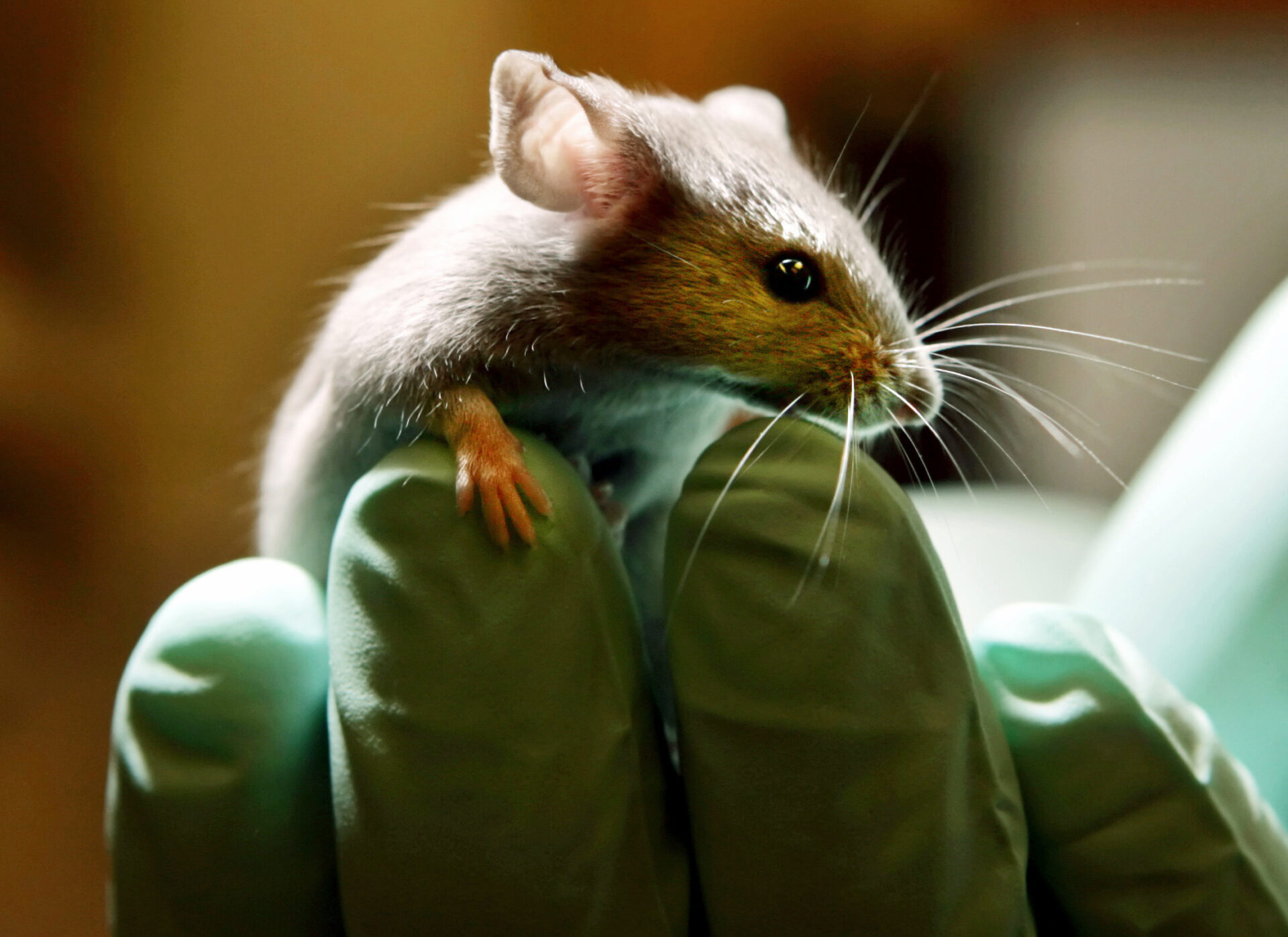Understanding US Government Spending On Transgender-Related Animal Research Understanding US Government Spending On Transgender-Related Animal Research