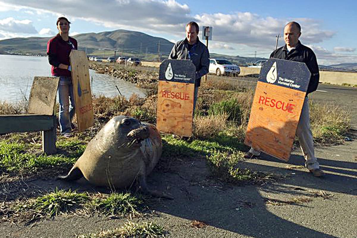 Unexpected Visitor: Elephant Seal Creates Traffic Chaos In Cape Town