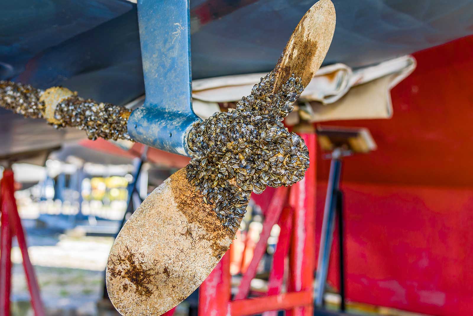 Unexpected Zebra Mussel Discovery On Casper Boat Lift Unexpected Zebra Mussel Discovery On Casper Boat Lift