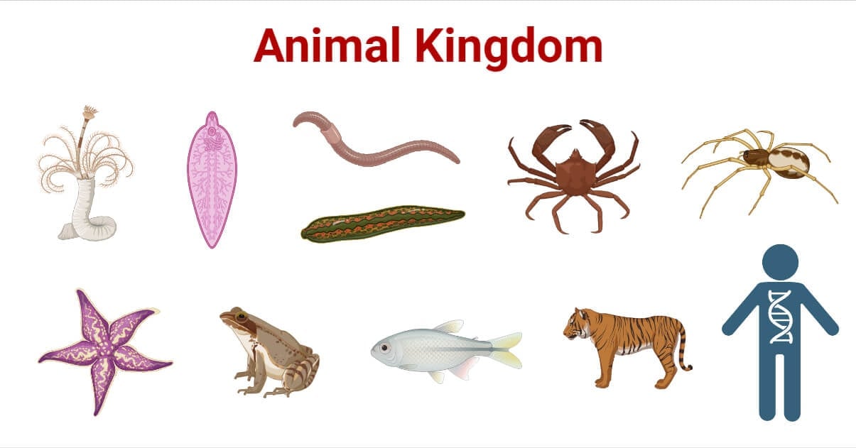 Unveiling The Wonder Of Animals: A Comprehensive Guide To The Animal Kingdom Unveiling The Wonder Of Animals: A Comprehensive Guide To The Animal Kingdom