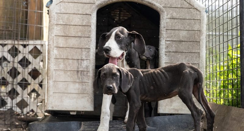 Update: 49 Dogs Removed From Washington County Breeding Operation Update: 49 Dogs Removed From Washington County Breeding Operation