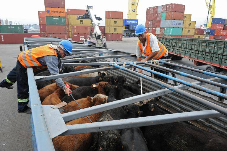 Uruguay Apuesta Por Regalo Estratégico Para Fortalecer Exportaciones Ganaderas A China Uruguay Apuesta Por Regalo Estratégico Para Fortalecer Exportaciones Ganaderas A China