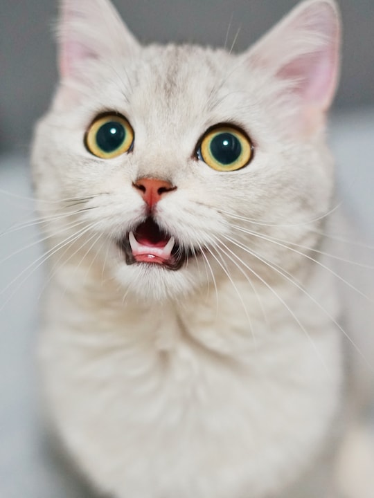 Viral Cat Content Causes Stir Among Cat Owners In Kashmir Viral Cat Content Causes Stir Among Cat Owners In Kashmir