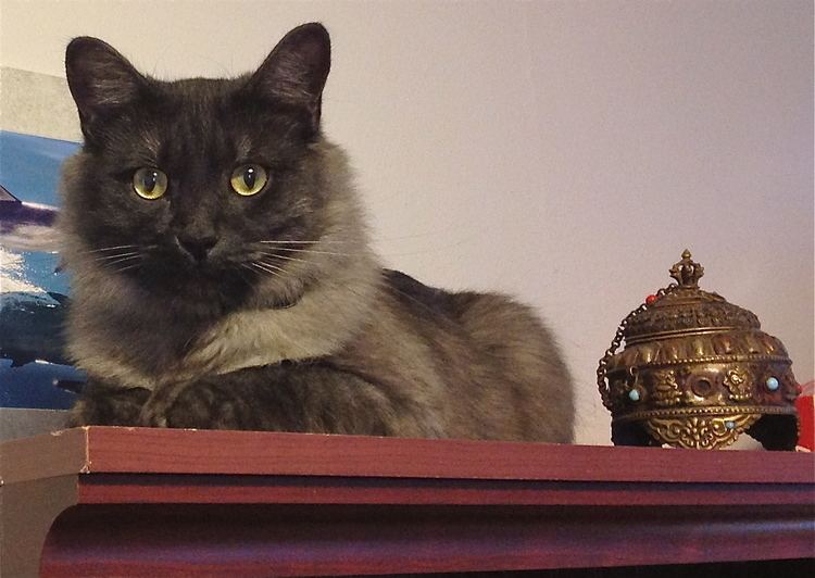 Viral Cat Posts Spark Concern Among Kashmir's Cat Owners Viral Cat Posts Spark Concern Among Kashmir's Cat Owners