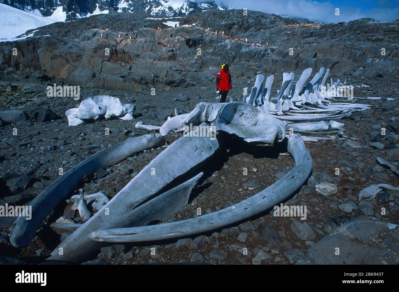 Warming Weather Hinders Anchorage Fin Whale Skeleton Recovery Warming Weather Hinders Anchorage Fin Whale Skeleton Recovery