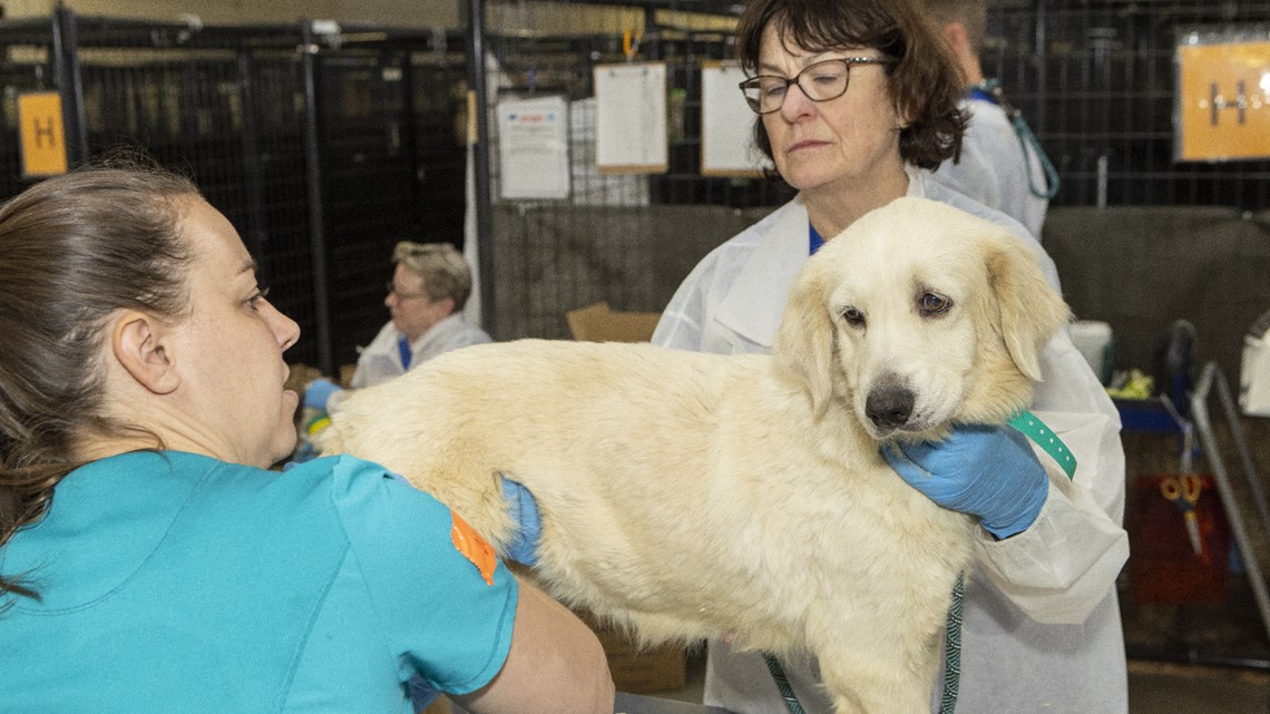 Washington County Breeder Faces Action After 49 Dogs Removed Washington County Breeder Faces Action After 49 Dogs Removed