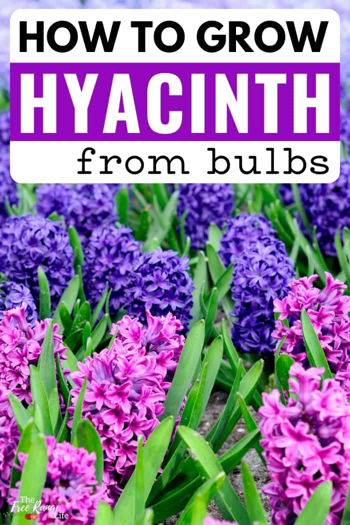 When And How To Plant Hyacinth Bulbs For Success When And How To Plant Hyacinth Bulbs For Success
