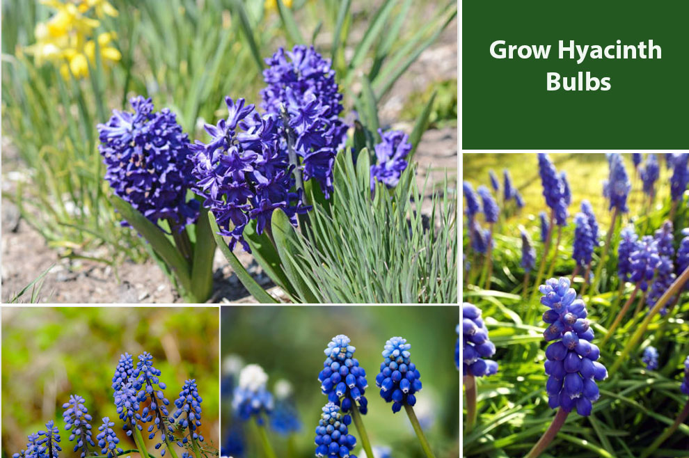 When To Plant Hyacinth Bulbs For Stunning Spring Blooms When To Plant Hyacinth Bulbs For Stunning Spring Blooms
