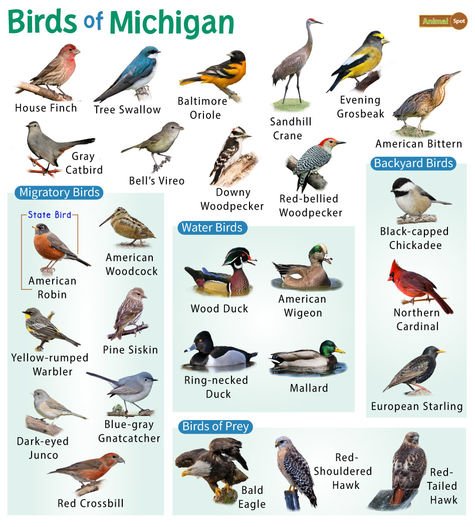 Winterwatch: Identifying Common Winter Birds Winterwatch: Identifying Common Winter Birds