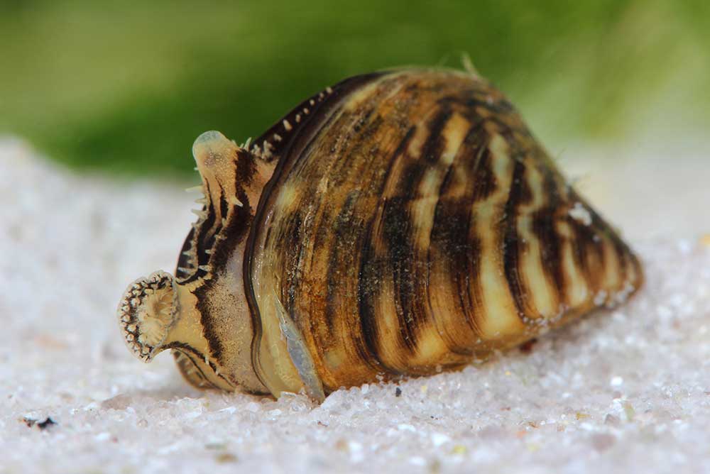 Zebra Mussel Problem: Casper Resident Discovers Large Infestation On Boat Lift Zebra Mussel Problem: Casper Resident Discovers Large Infestation On Boat Lift